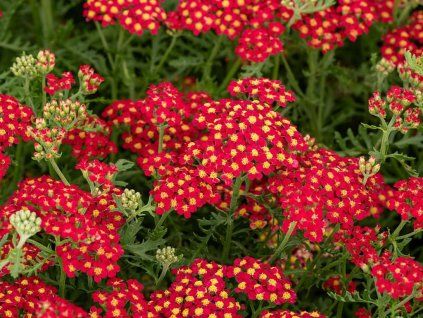 Rebríček Paprika (1)