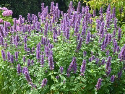 Agastache Blue Boa