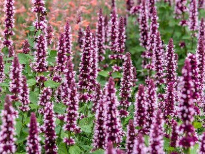 Agastache Beelicious Pink