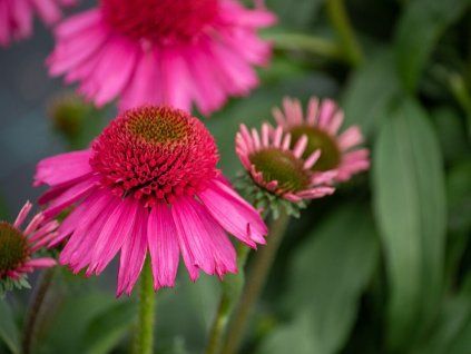 Echinacea purpurová Delicious Candy