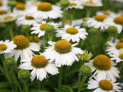 Echinacea purpurová Meditation White (3)