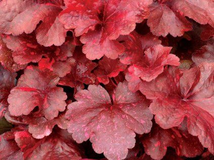 Heuchera Galaxy (1)