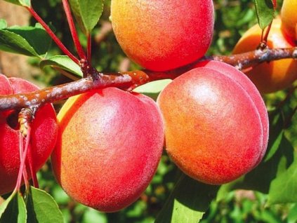 Marhuľa Darina ovocné stromy