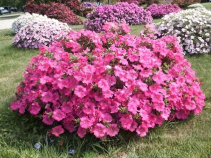 Letnčky Petúnia Surfínia Conchita Grande Pink