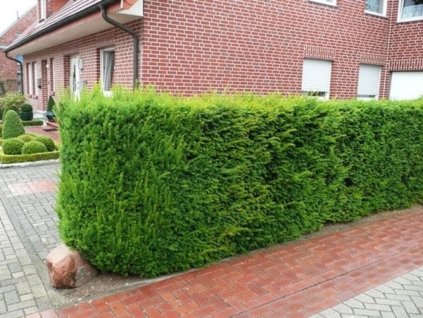 Tis prostredný Hillii 20-30 cm - Taxus media, kont. 2 l