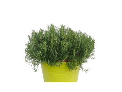 Bylinky Rozmarín lekársky Compact