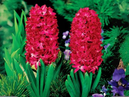 Hyacint Jan Bos, kont. 7 cm