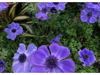 Veternica Harmony Blue (2)