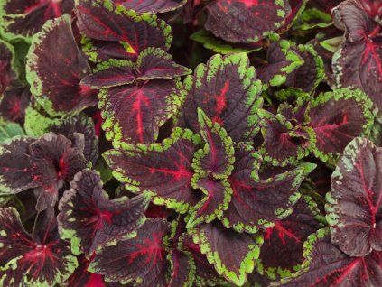 Koleus Torchlight(2)