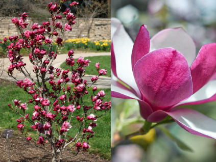 march till frost
