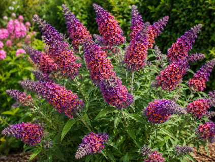 Buddleja davidii 'Bicolor