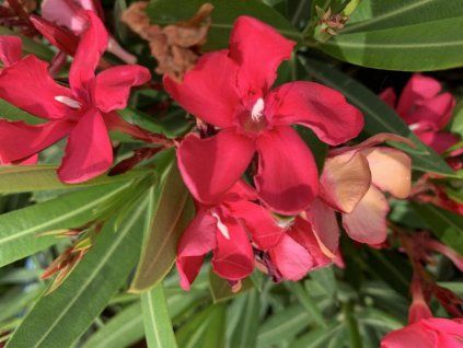 Oleander Evolution Candy, výška 20 30 cm, kvetináč 12 cm