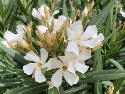 Oleander Evolution Popcorn, výška 20 30 cm, kvetináč 12 cm (3)