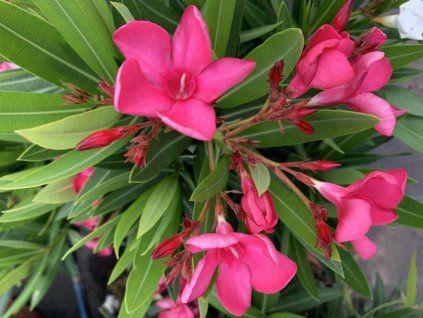 Oleander Evolution Crimson, výška 20 30 cm, kvetináč 12 cm