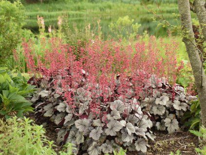 Trvalky Heuchera Dolce Silver Gumdrop (3)