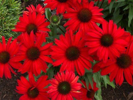 Trvalky Echinacea purpurová Kismet Red