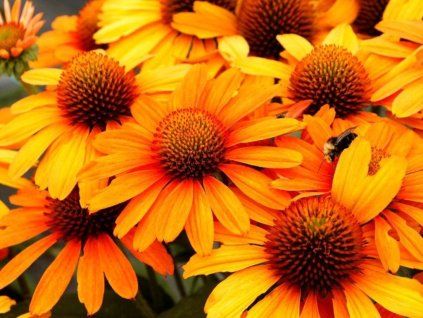 Trvalky Echinacea purpurová Prima Saffron (1)