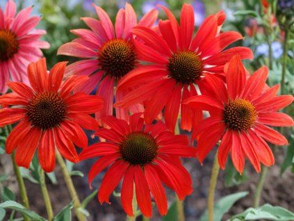 Trvalky Echinacea purpurová Tomato Soup