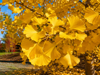 ginko Fastigiata2
