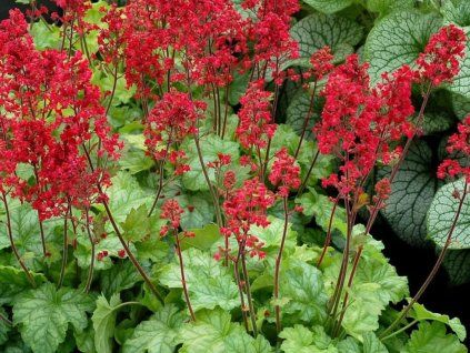 Trvalky Heuchera Ruby Bells (1)