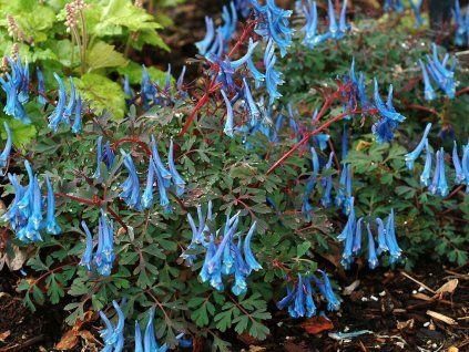 Trvalky Corydalis Blue Heron