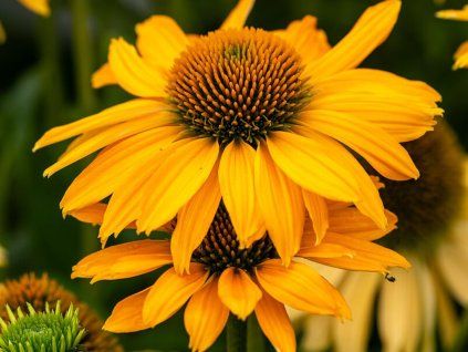 TrvalkyEchinacea purpurová SunMagic Mango (1)