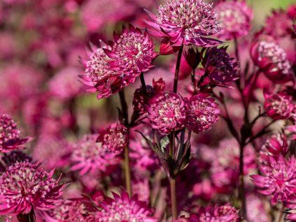 Trvalky Astrantia major Astra Red