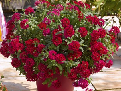 Dizajn bez názvu(210)