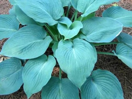 Trvalky Hosta Fragrant Blue(1)