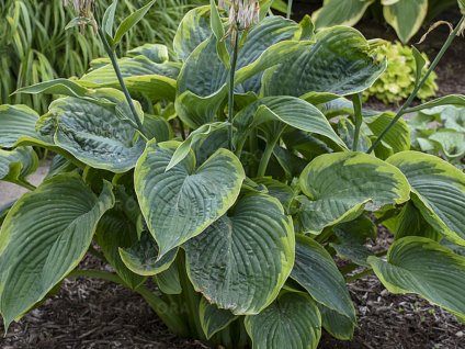 Trvalky Hosta Shadowland Wu La La(1)