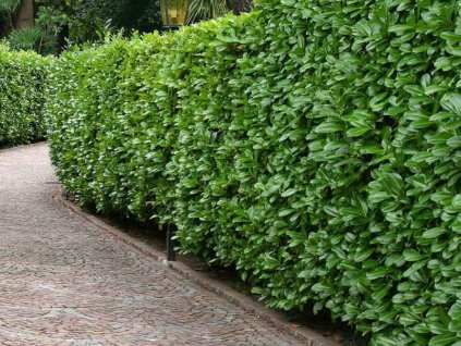 Vavrínovec lekársky Novita 30-50 cm, Prémiový, kont. p11