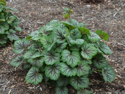 Trvalky Heuchera Green Spice