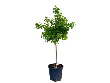 Dreviny na kmienku Ginko dvojlaločné MARIKEN na cca 50 cmkmienku(1)