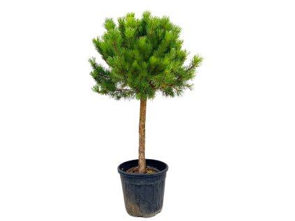 Dreviny na kmienku Borovica lesná WATERERI NANA na kmienku 70 80 cm(2)