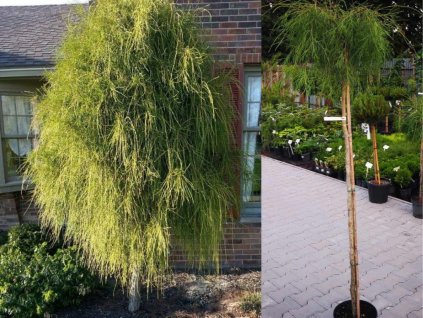 Tuja západná FILIFORMIS na kmienku 170-180 cm, kont. 7,5-10 l