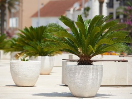 okrasne dreviny ducplant(600)