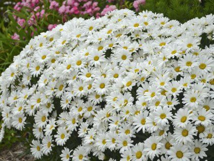 daisymay1
