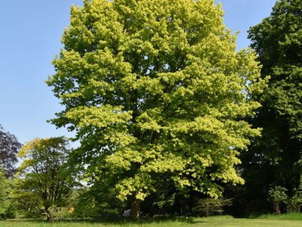 Okrasné stromy Dub červený AUREA 60 80 cm(1)