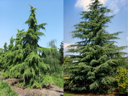 Okrasné stromy Céder himalájsky 50 60 cm(1)