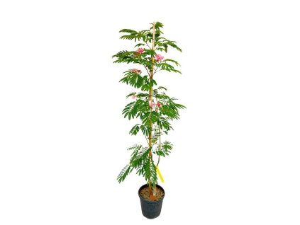 Okrasné kry Albízia Julibrissin OMBRELLA BOUBRI 100 120 cm(13)
