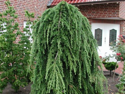Okrasne dreviny ducplant(692)