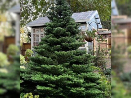 Okrasné stromy Jedľa kórejská 30 40 cm(1)