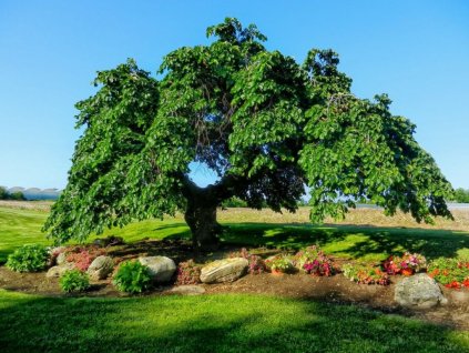 Dreviny na kmienku Brest horský PENDULA na cca 120cm kmeni(1)
