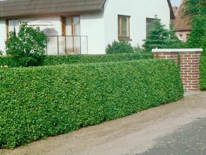 Okrasné kry Vtáčí zob vajcovitolistý 30 50 cm(1)