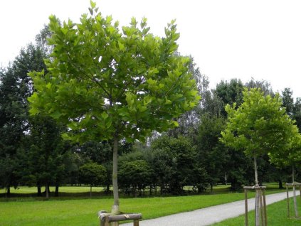 Okrasné stromy Platan javorolistý Alphens Globe na 130 140 cm kmienku(1)
