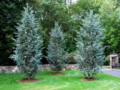 Céder atlantský Glauca 170-200 cm, kont. 30-40 l