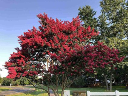 Okrasné kry Myrta krepová RED IMPERATOR 60-90 cm(1)