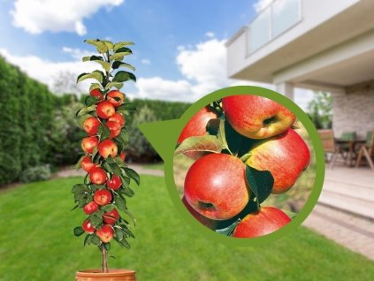 Jabloň stĺpovitá Polka 100-120 cm, podp. M7, kont. 9 l