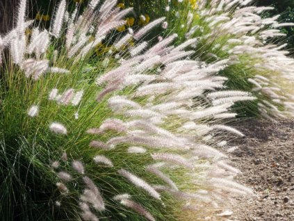 Trvalky ducplant(155)