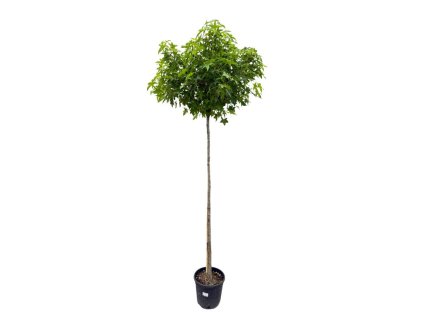 Dreviny na kmienku Ambrovník styraxový Gum Ball na 180 210cm kmeni(11)